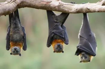 three bats hanging upside down