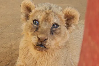 Lion cub at petting facility in South Africa