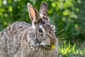 brown rabbit in the grass