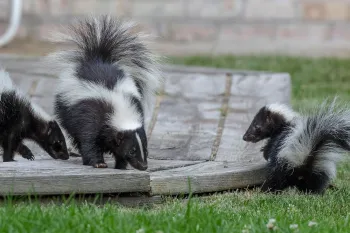 three skunks walking around a backyard