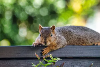 A squirrel on a fence on a beautiful day