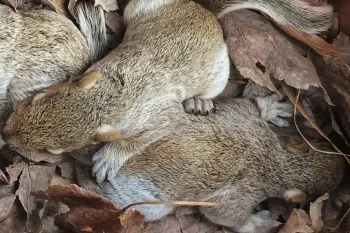 Wearing gloves, Lori Thiele relocates the baby squirrels to a cardboard pet carrier