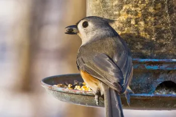 a small bird eats seeds from a hanging bird feeder