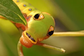 a green spicebush swallowtail caterpillar munches on a leaf