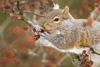 Gray squirrel eating in a tree