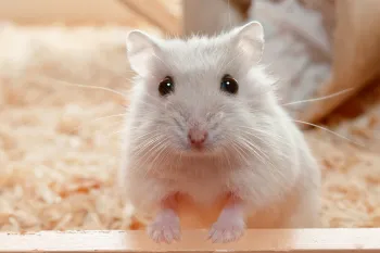 pet hamster looking at the camera with soulful eyes