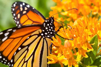 monarch butterfly on a milkweed flower