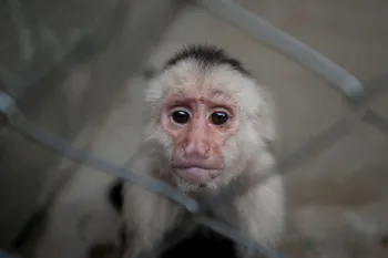 Small monkey looking at the camera with sad expression through a chain link cage