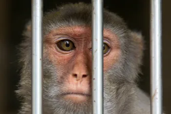 Sad Rhesus Macaque monkey in a cage