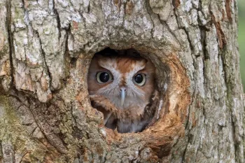 Eastern Screech Owl, finding shelter in a tree cavity