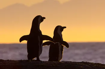 African penguin pair at sunset near Cape Town, South Africa