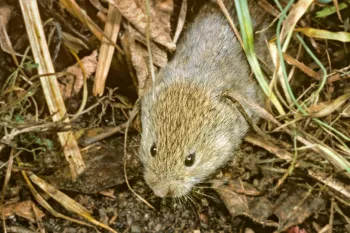 vole in the grass