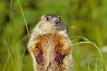 woodchuck in the grass