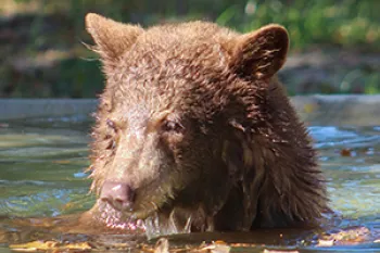 Russel the bear enjoys his pool at Black Beauty Ranch