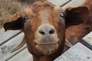 Tumeric, a brown goat who lives at Black Beauty Ranch, looks up at the camera playfully