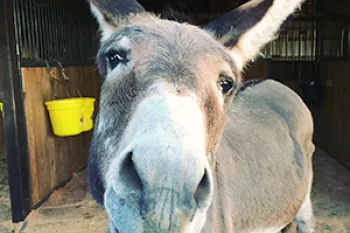 A curious donkey approaches the camera, sniffing it and trying to get a closer look