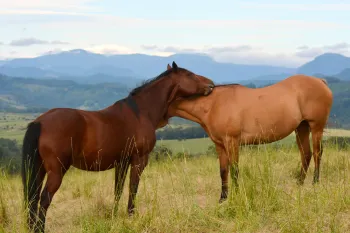 Two horses at duchess sanctuary cuddle