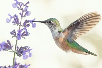 Hummingbird stopping at a flower to eat