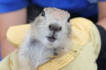 Prairie dog held by Humane World for Animals member doing habitat and translocation work