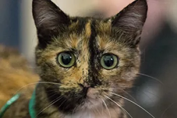 A tortie cat receives a free exam by veterinary volunteers at this free RAVS clinic