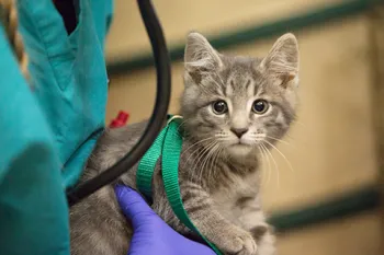 A volunteer holds a grey kitten as they prepare to examin them at a free RAVS clinic