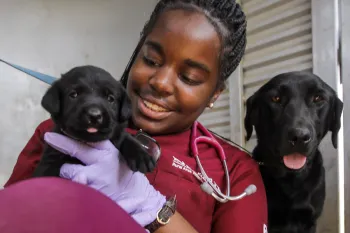 A RAVS volunteer holds sits next to an adult black lab holding one of her puppies as she gets ready to perform a free exam at a RAVS clinic