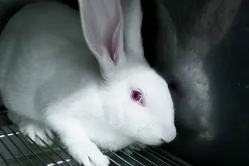 Photo of a test rabbit scared in its cage.