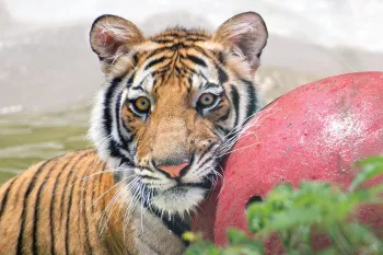 Photo of India the tiger playing in his pool with his red ball.