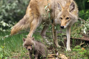 Photo of a female coyote and her pup in the wild.