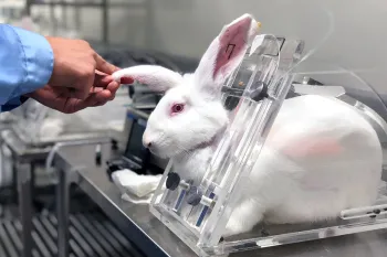 A researcher injects a laboratory rabbit's ear for testing