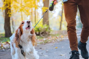 A man walking a barking dog