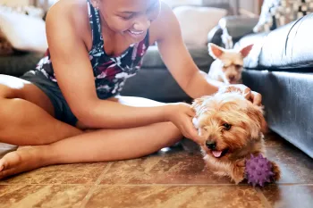 A woman plays with her yorkie dog on the floor