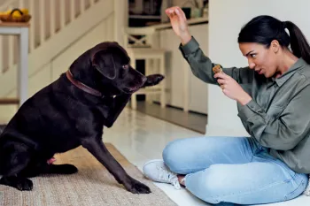 A woman trains her black lab who lifts his paw playfully for a shake