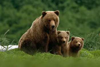 Grizzly bear mother with two cubs