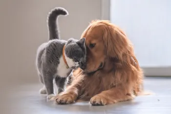 cat and dog snuggling