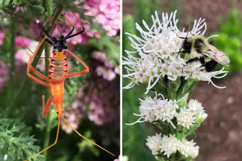 Assassin bug and bee on native plants in a community garden