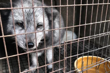Raccoon dog in dark fur farm in asia