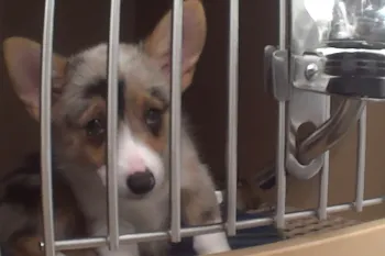 Sick corgi in cage at Petland