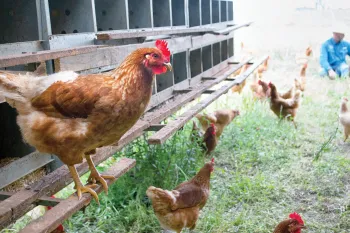 Photo of a hen in an free-range farm