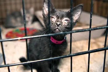 Tiny Tina in a cage during her rescue