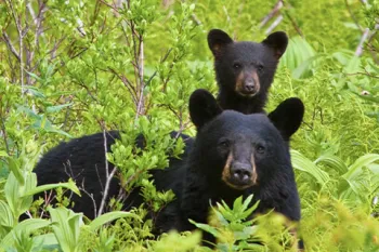 Cub with mother black bear in wild