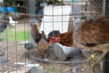 Chickens at a location where cockfighting took place