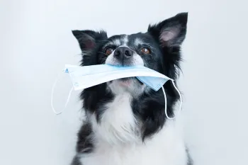 A black and white dog holding a face mask in her mouth