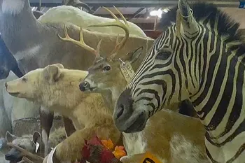 taxidermy zebra, deer, bear and other animals at auction