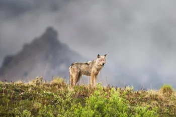 Gray wolf on a mountain ridge in Denali National Park, Alaska