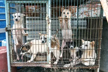 Dogs in a cage on a South Korea dog meat farm.