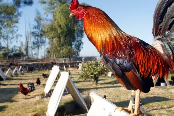 Roosters breed for cockfighting are in a backyard of a home