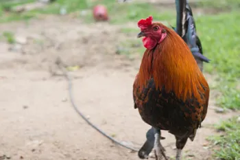 A rooster attached to a tether that was bred for cockfighting