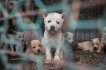 A puppy looks desperately through a chainlink cage full of despondant puppies