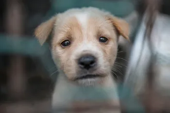 A puppy looks desperately through a chainlink cage with pleading eyes